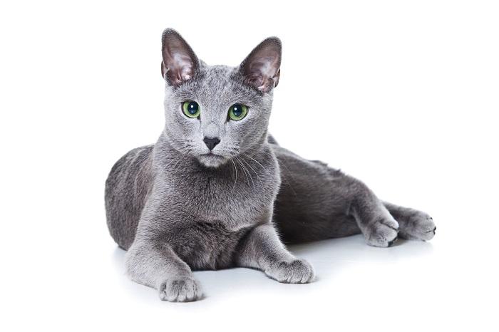 Imagen de un gato azul ruso, conocido por su hermoso pelaje gris azulado y sus llamativos ojos verdes, sentado majestuosamente y exudando un aire de elegancia y sofisticación.