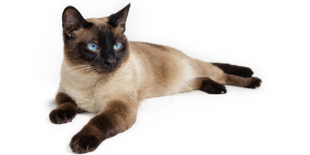 Gracioso gato siamés con llamativos ojos azules en forma de almendra, pelaje corto de color crema y puntos oscuros distintivos en las orejas, la cara, las patas y la cola, sentado elegantemente y mirando con curiosidad.