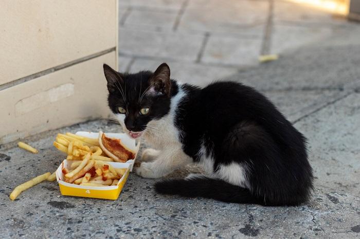 Imagen que muestra a un gatito callejero comiendo papas fritas, destacando las difíciles circunstancias que enfrentan algunos animales callejeros y la importancia del cuidado y la nutrición responsables para todos los gatos.