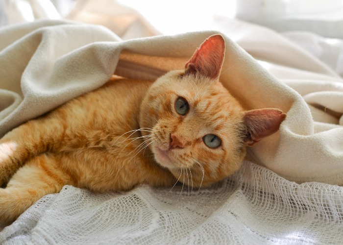 Gato naranja dulce en la cama