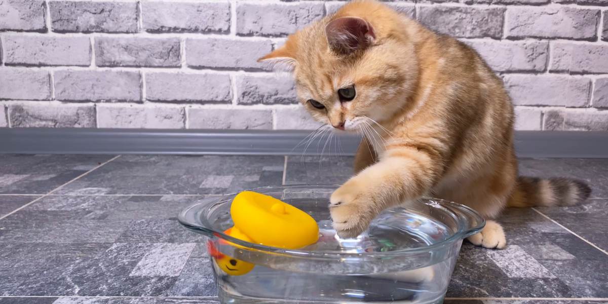 Juguete para gatos colocado en el recipiente con agua.