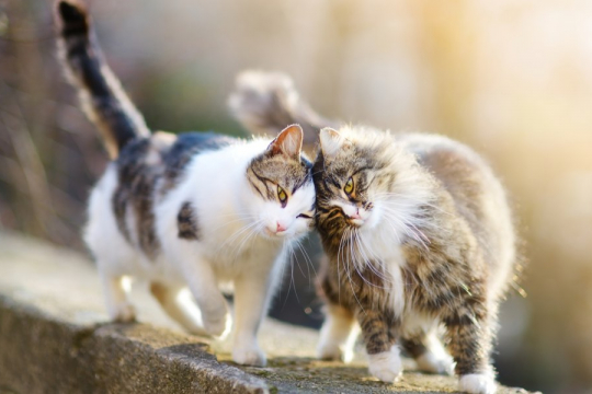 10 Señales de que tu gato quiere otro gato