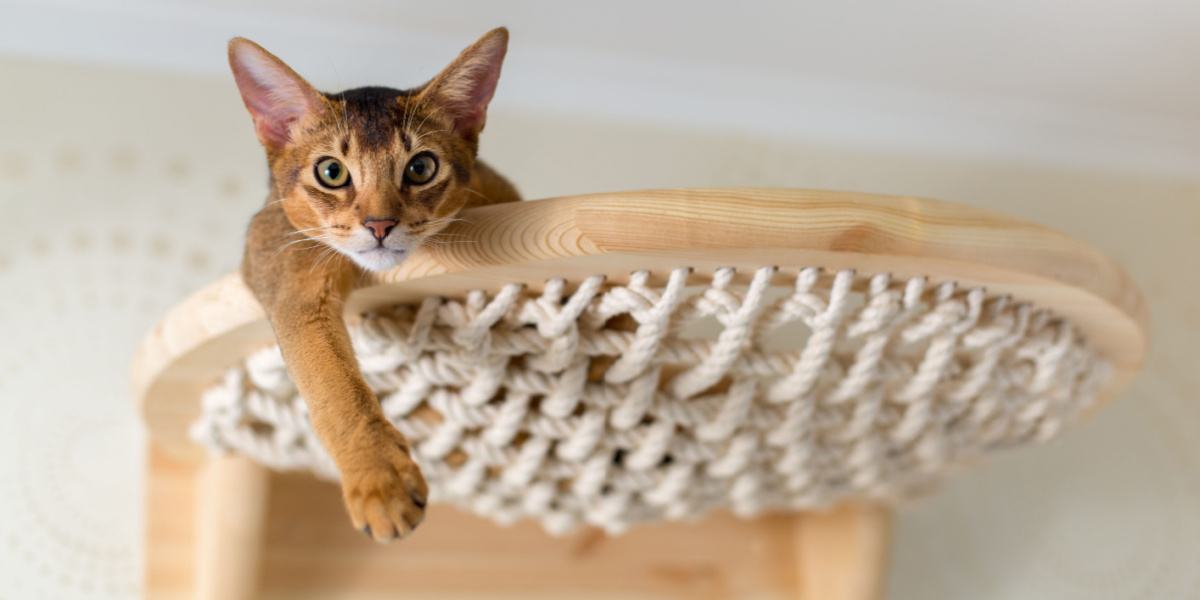 Primer plano de un gato abisinio en unas escaleras de madera, capturando su espíritu curioso y aventurero.