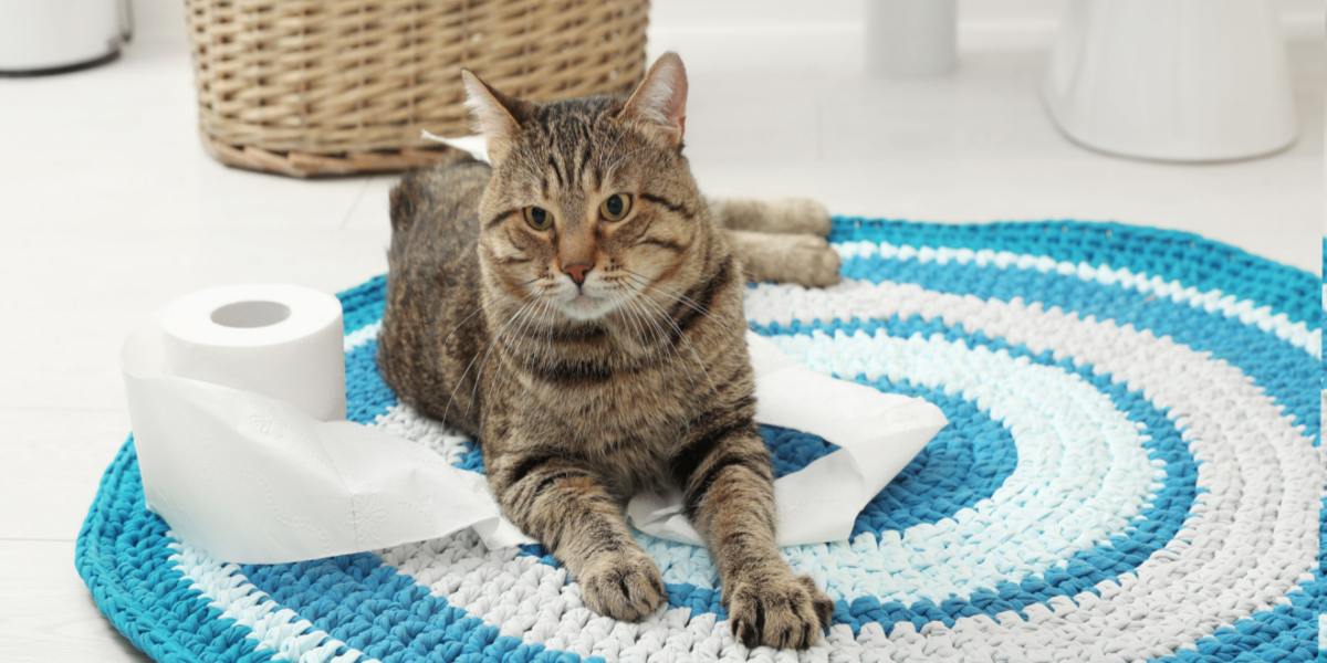 La imagen muestra un gato sentado o acostado sobre una alfombra de baño.