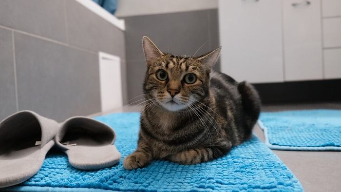 gato en la alfombra