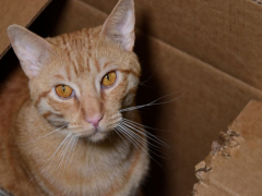 Cat chewing on cardboard