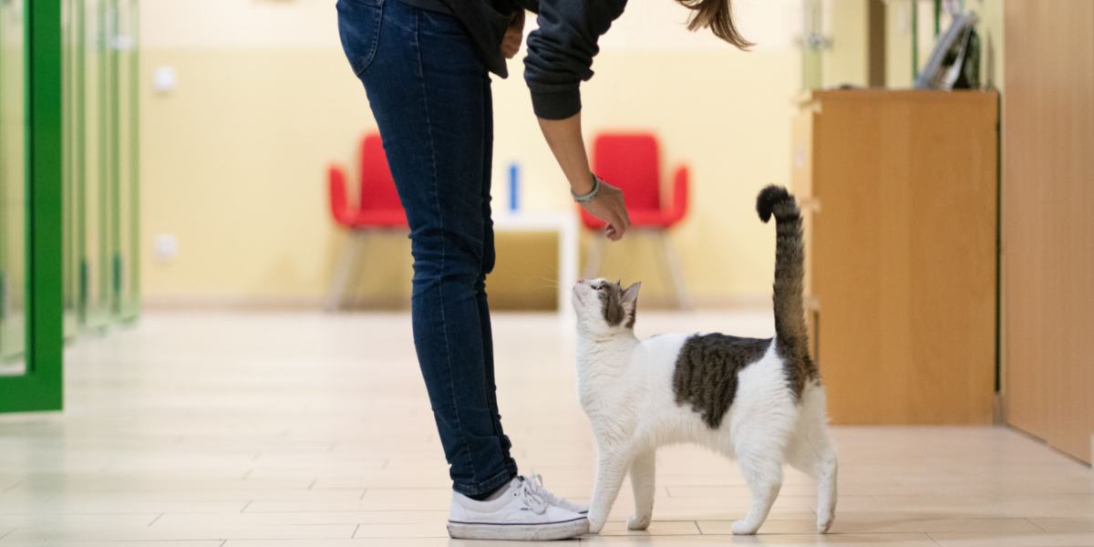 Gato siguiendo a una persona a todas partes