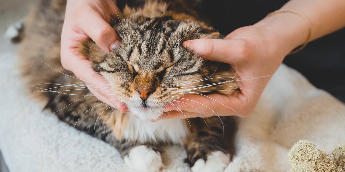 Imagen que muestra la atención quiropráctica para gatos.