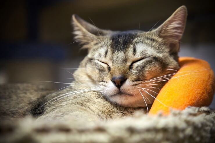 Una imagen que representa a un gato en un estado de satisfacción, mostrando una postura relajada y posiblemente los ojos medio cerrados, capturando la naturaleza serena y pacífica de un felino satisfecho.