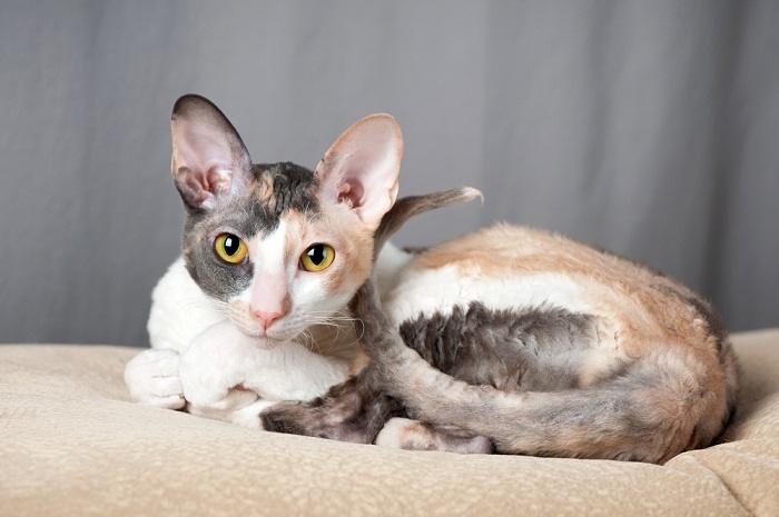 Gato Cornish Rex