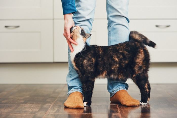 La imagen probablemente captura a un gato mostrando curiosidad.