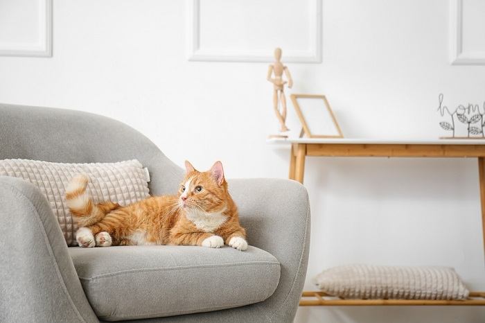 "Lindo gato rojo, que irradia calidez y encanto.