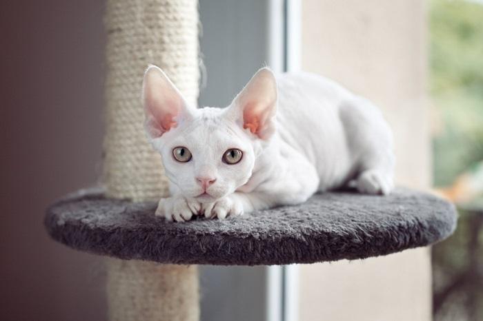 Gato Devon Rex en el árbol para gatos