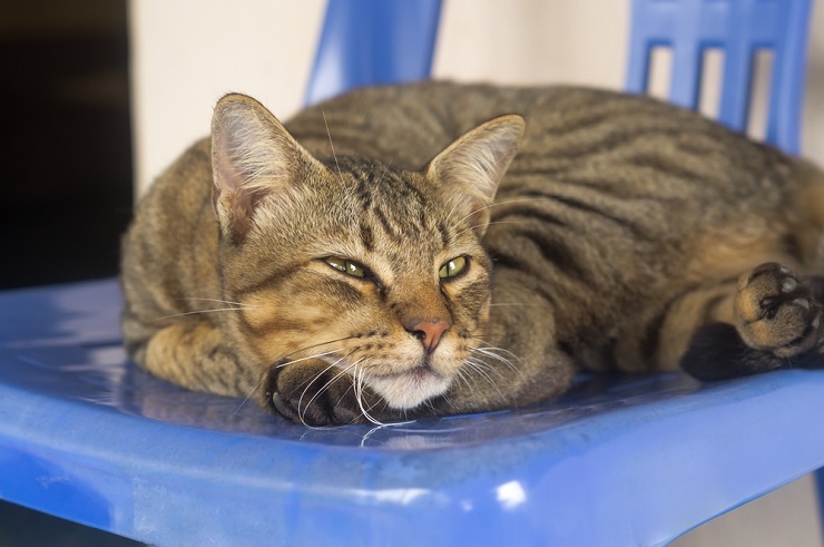 Imagen de un gato que parece enfermo, con un comportamiento apagado y una postura letárgica, enfatizando la importancia de reconocer los cambios en el comportamiento y buscar atención veterinaria adecuada para las mascotas enfermas.