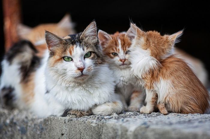 Los gatos salvajes tienen miedo de los humanos, lo que ilustra la naturaleza cautelosa y asustadiza de las poblaciones de felinos salvajes.