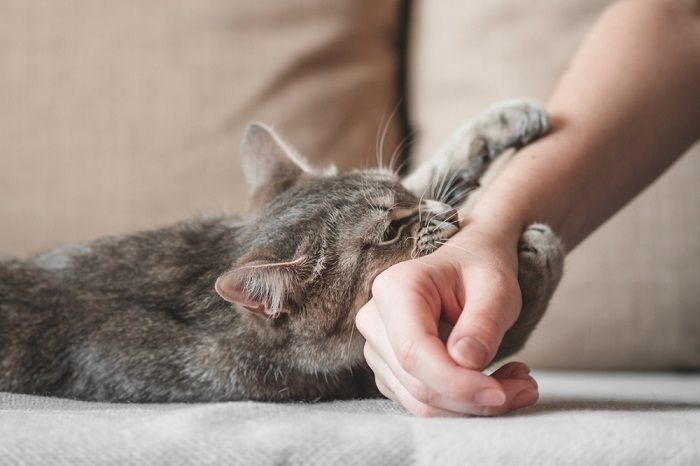 Gato mostrando signos de frustración.