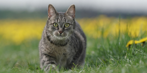 Los 200 mejores nombres de gatos alemanes con su significado