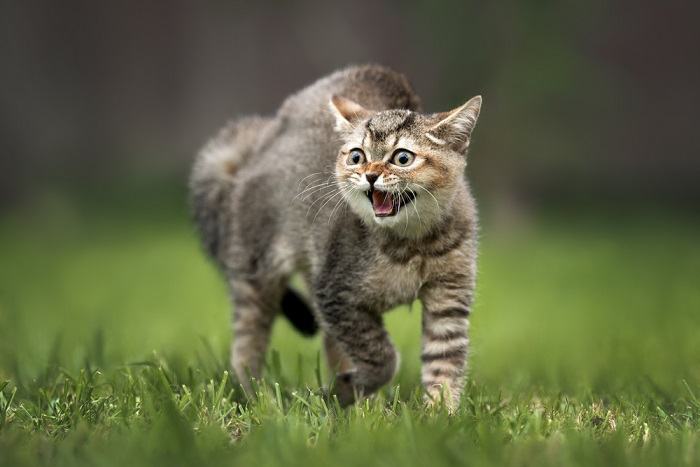 Un gato gruñendo, mostrando signos de agresión o agitación.