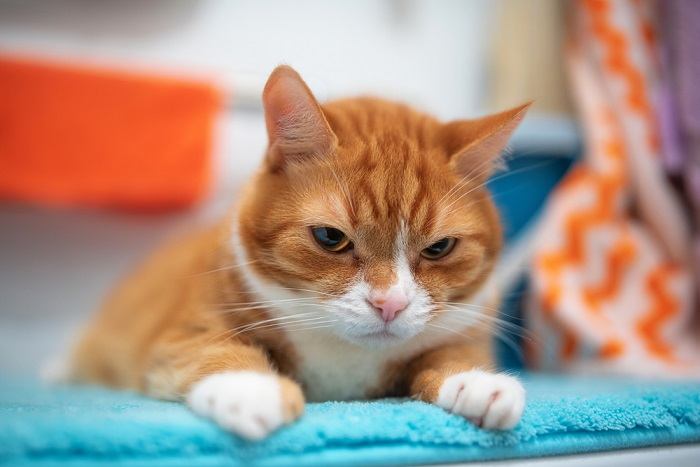 Gato acostado en la alfombra del baño