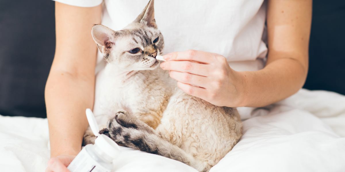 Cómo darle a tu gato una pastilla comprimida