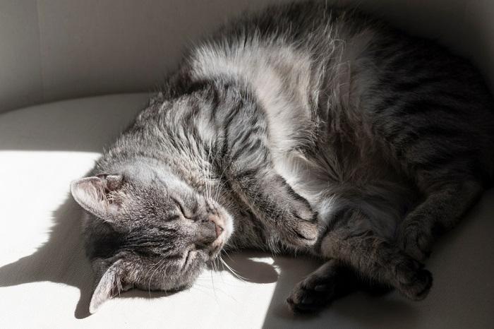 gato durmiendo con la luz del sol