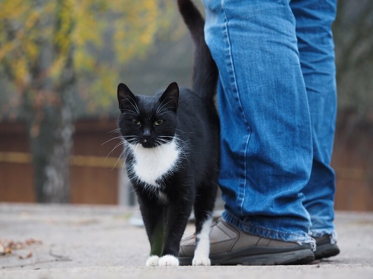 La imagen captura a un gato frotando su cuerpo contra la pierna de una persona o un objeto.