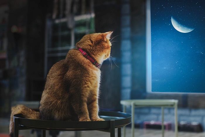 Imagen que muestra a un gato maullando lastimeramente por la noche, lo que plantea preguntas sobre sus motivaciones y necesidades durante esas horas de tranquilidad.