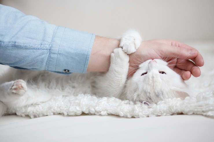 La imagen puede mostrar a un gato mordisqueando o acariciando suavemente a un humano.