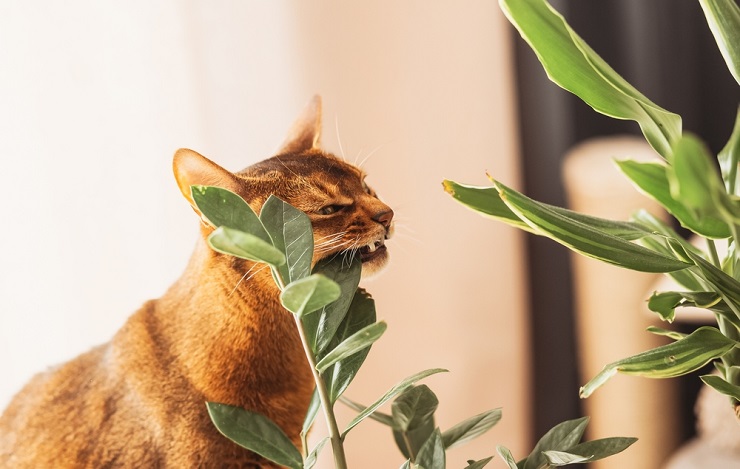 Gato abisinio comiendo plantas