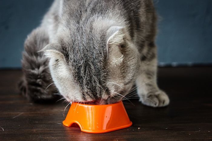 gato comiendo