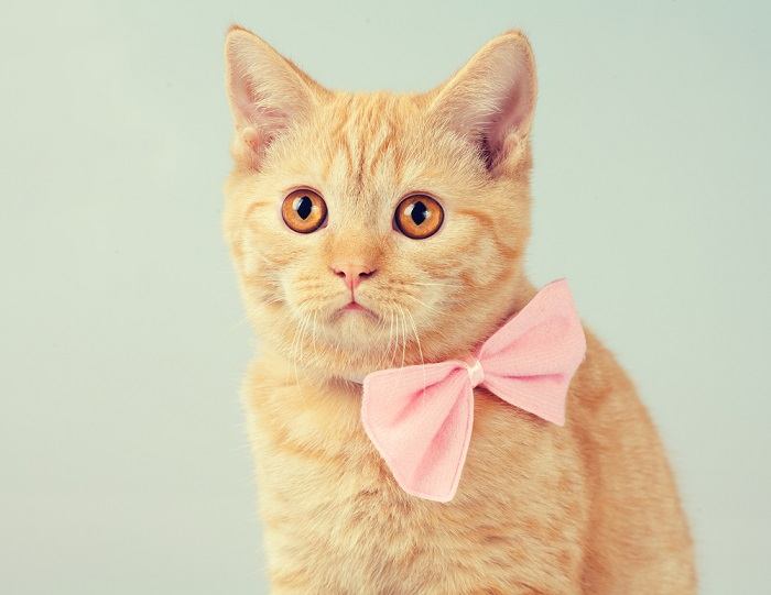 Gatito rojo con una elegante pajarita en una imagen comprimida, que muestra su aspecto adorable y elegante.