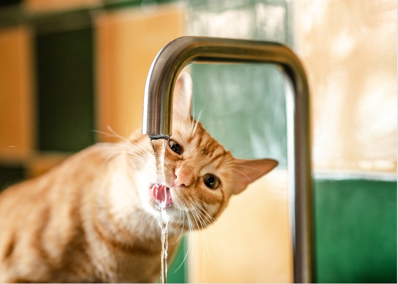 gato bebiendo agua del grifo