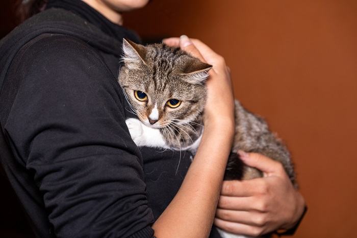 Imagen que retrata a un gato angustiado que muestra signos de ansiedad por separación, transmitiendo los desafíos emocionales de estar separado de su cuidador.