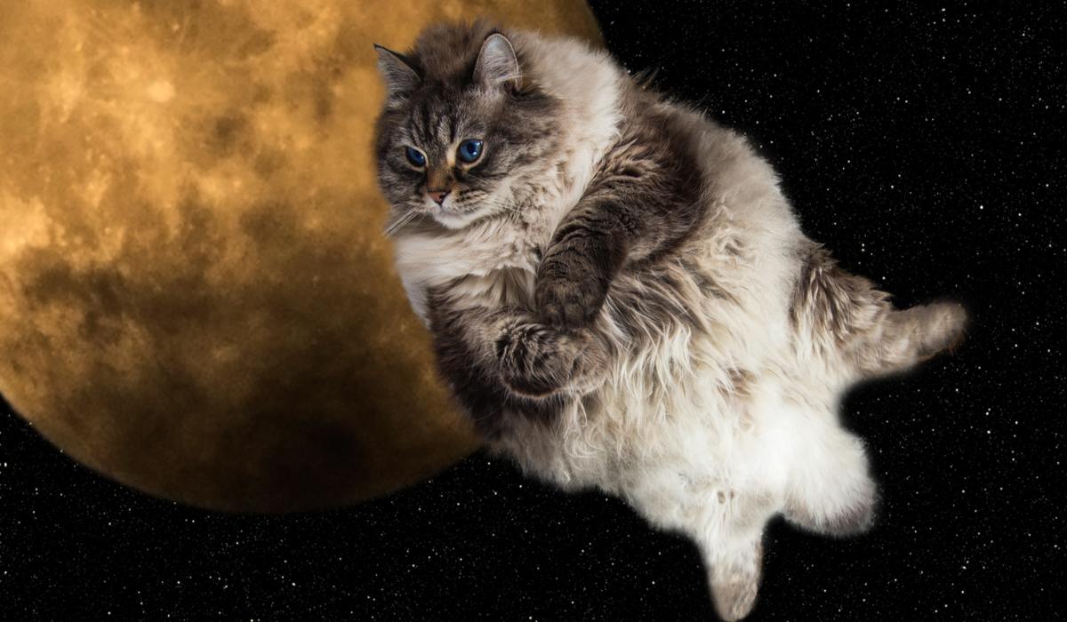 Gato espacial en una imagen comprimida, que combina el encanto felino con las maravillas del cosmos.