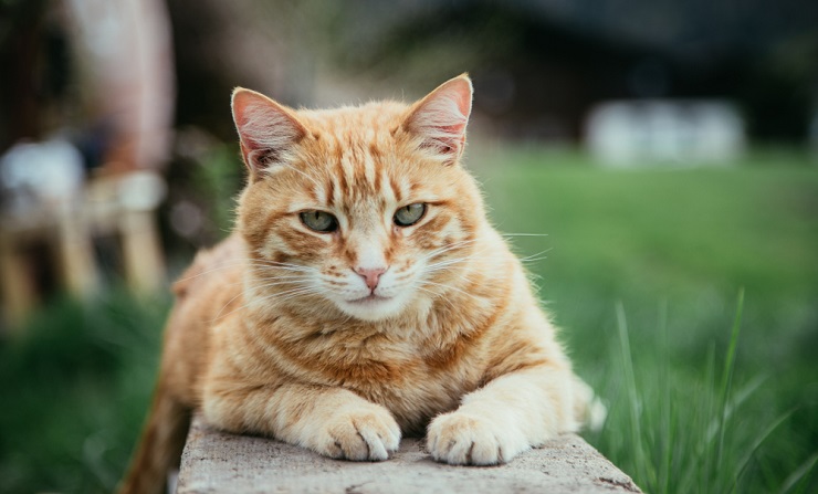 Imagen que muestra nombres de gatos unisex y ofrece opciones de nombres neutrales en cuanto al género para sus compañeros felinos.