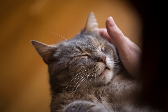 Una imagen informativa que analiza las razones detrás del ronroneo de los gatos, posiblemente con un texto que explica cómo los gatos ronronean como medio de comunicación, relajación y satisfacción, arrojando luz sobre este comportamiento felino único.