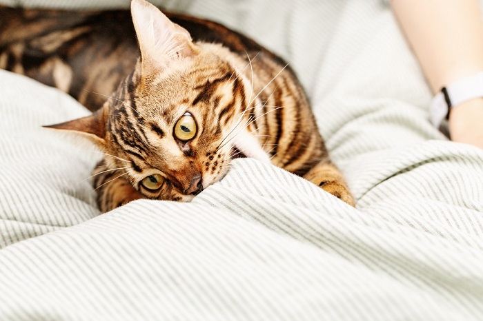 Adorable gato amasando y mordiendo suavemente una manta, mostrando un comportamiento instintivo y acciones de búsqueda de consuelo.