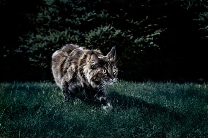 gato caminando en la noche durante la noche