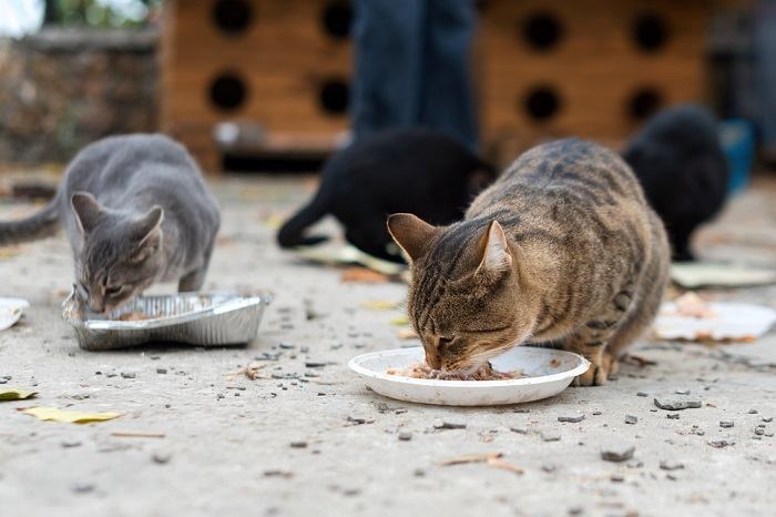 Datos sobre los gatos salvajes