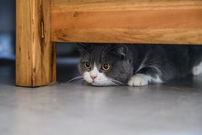 Evitar el espacio del gato.