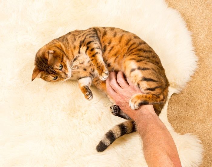 Un gato contento acostado boca arriba, invitando a que le froten la barriga y mostrando confianza y comodidad en su entorno.