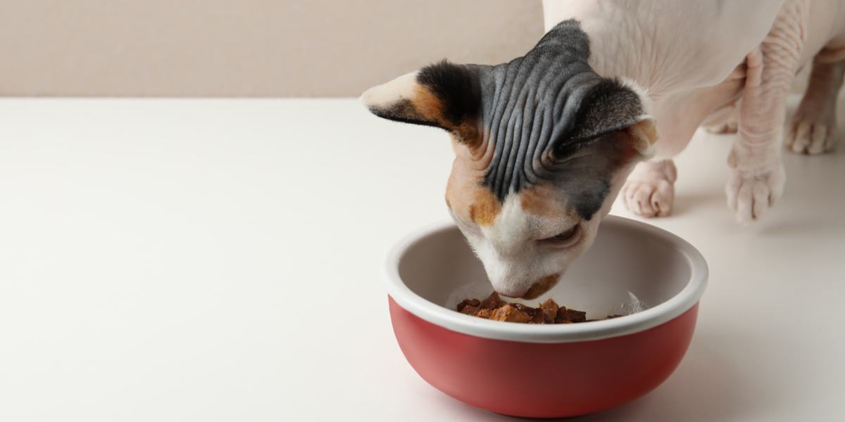 Imagen de un recipiente lleno de comida de pollo de alta calidad para gatos, especialmente preparada para proporcionar una nutrición y un sabor óptimos.