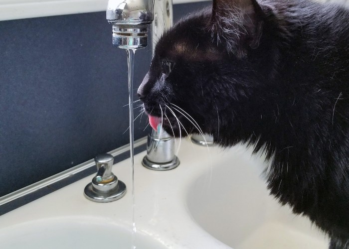 Una imagen que muestra un gato negro colocado debajo de un grifo abierto, bebiendo agua de él.