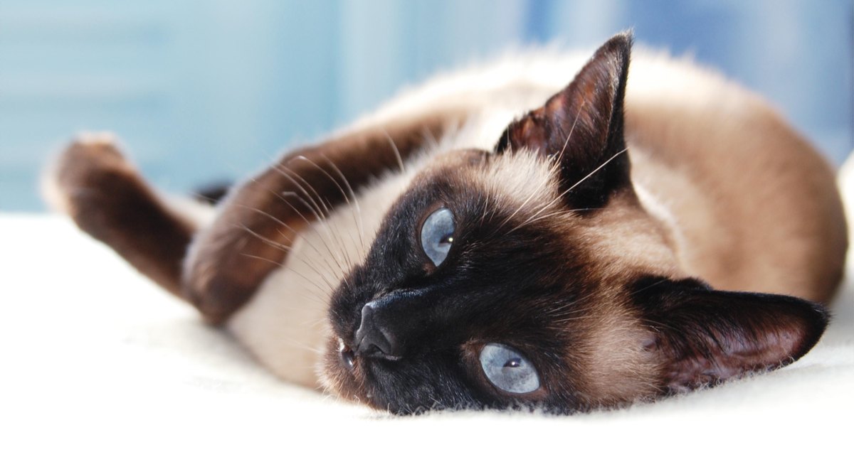 Una imagen que muestra un gato con fascinantes ojos azules.