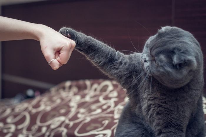 La imagen probablemente captura a un gato mostrando signos de aburrimiento y alegría.