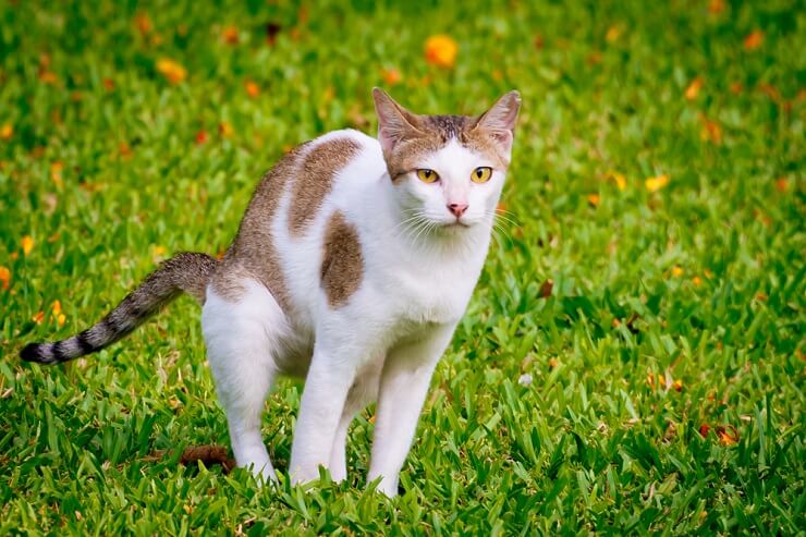 Una imagen que muestra a un gato defecando en un jardín. La escena captura a un gato en una conducta natural y, al mismo tiempo, aborda las preocupaciones relacionadas con el uso de jardines como lugar para hacer sus necesidades.