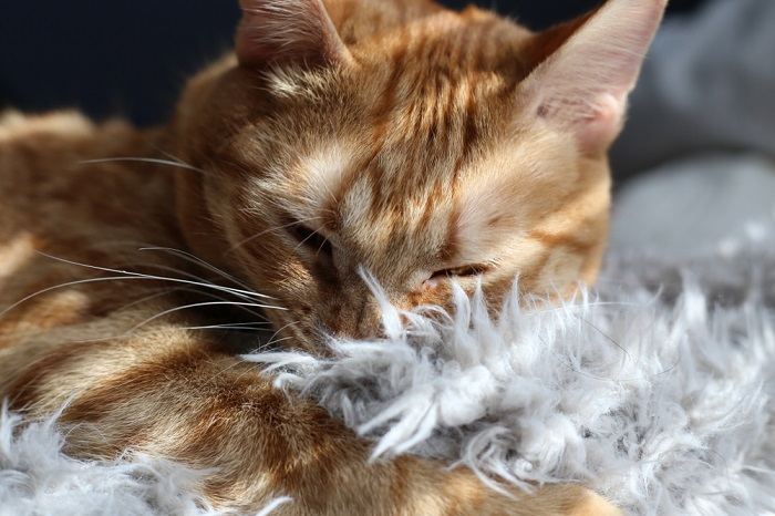 La comodidad felina ejemplificada: un gato contento descansando sobre una manta suave, disfrutando de un momento de relajación.