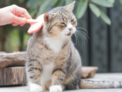 Cat being groomed with a comb