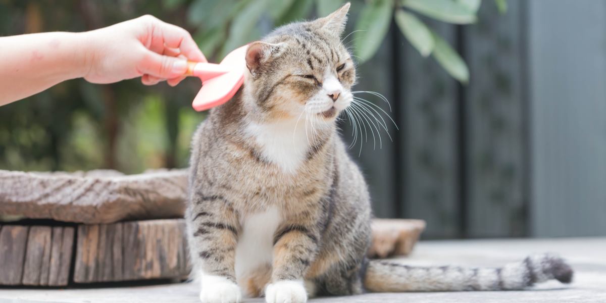 Gato siendo cepillado con un peine