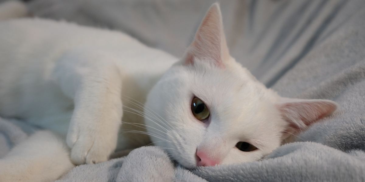 Gato mordiendo juguetonamente una manta, participando en un comportamiento de juego felino común con un objeto suave y texturizado.